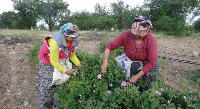 Ispartayı bu yıl gül kokusu erken sardı