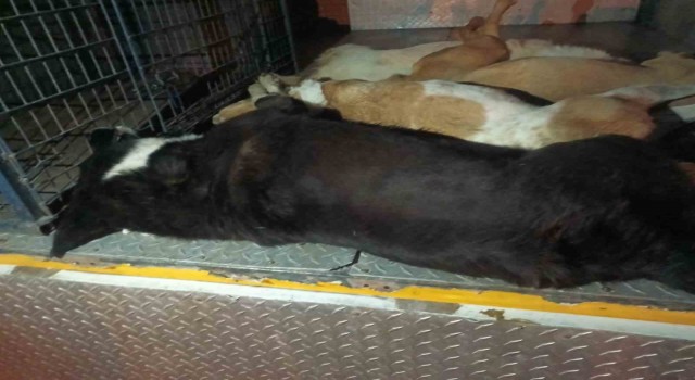 İzmirde 10 köpek zehirlenerek öldürüldü