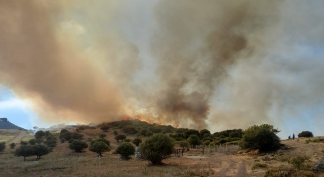 İzmirde otluk ve zeytinlik alanda yangın