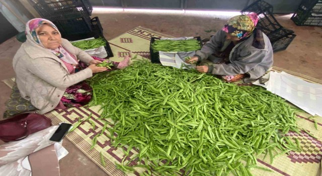 İznikin meşhur nazende fasulyesi toplanmaya başladı