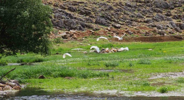 Kahramanmaraşta Mağaragözü Çayında göçmen kuşlar görsel şölen oluşturdu