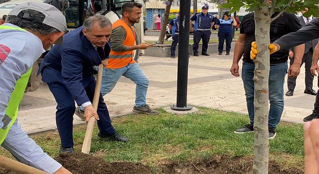 Karaoğlanoğlu Parkı'na Yeni Ağaçlar Dikildi