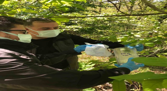 Kastamonuda savaşçı böcekler doğaya salındı