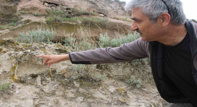 Kayserinin 10 milyon yıllık ormanı bulundu