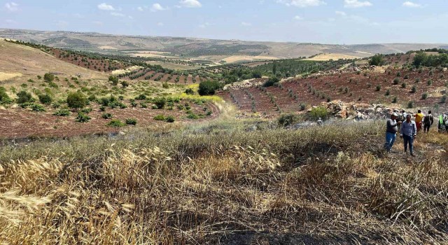 Kiliste çıkan yangında 15 dönüm alanda ekili buğday kül oldu