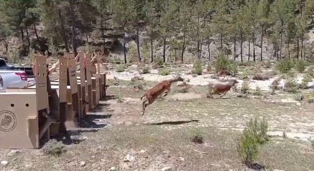 Kovada Gölü Milli Parkına 5 alageyik bırakıldı