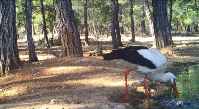 Leyleğin hijyenik beslenmesi fotokapanla görüntülendi