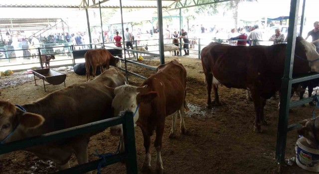 Malatyada büyükbaş kurbanlık fiyatları açıklandı