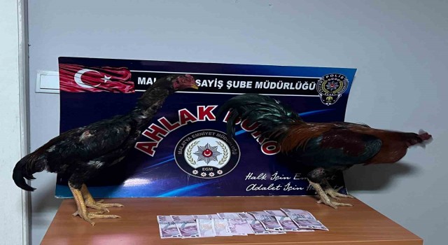 Malatyada horoz dövüştürenlere rekor ceza