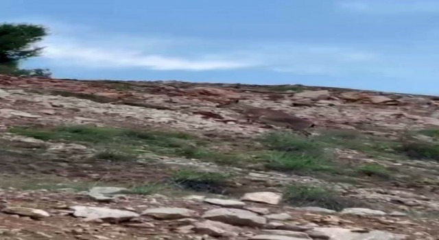 Malatyada yaban keçileri sürü halinde görüntülendi