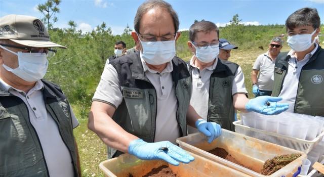 Mersinde orman zararlılarıyla biyolojik mücadele sürüyor