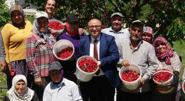 Mersinde turfanda kiraz hasadı başladı