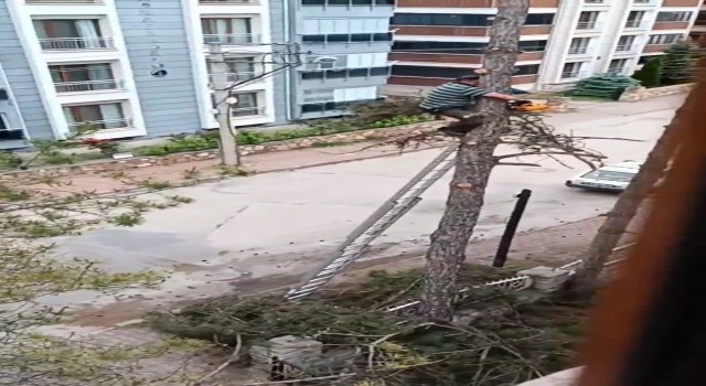Metrelerce yükseklikte tehlikeli budama çalışması kamerada