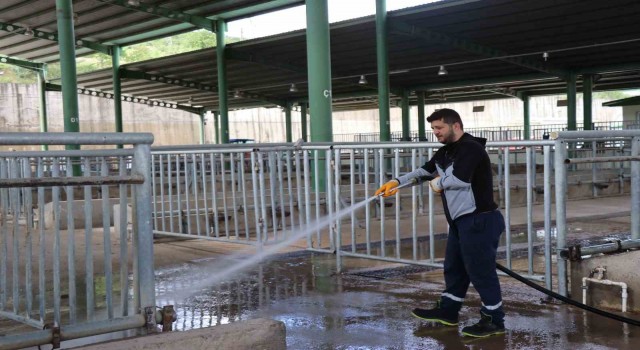 Modern Hayvan Pazarı Kurban Bayramına hazırlanıyor