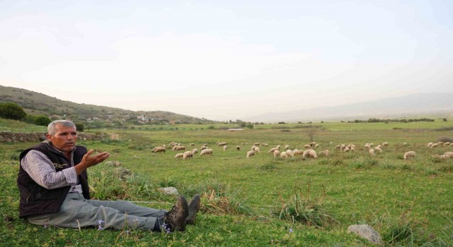 Ömrünü çok sevdiği koyunlarına adadı