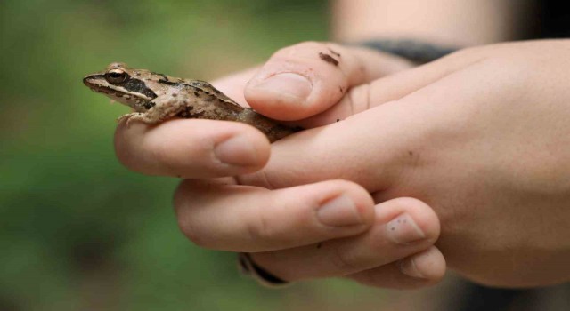 Ormanyanın zengin biyoçeşitliliği kayıt altına alındı