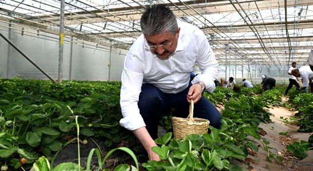 Osmaniye Valisi Yılmaz, Huzurevi Sakinleri ile Çilek Hasadı Yaptı