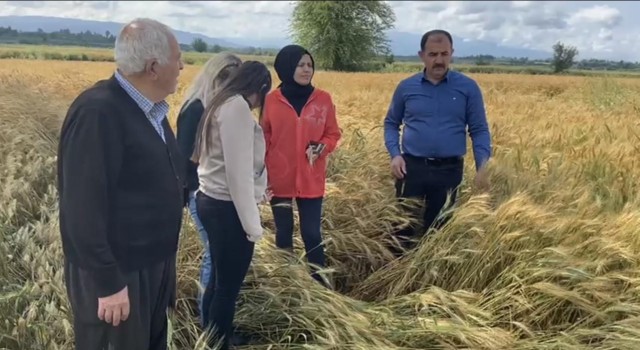 Osmaniyede sağanak tarım arazilerine zarar verdi