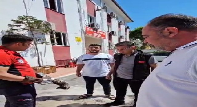 Otomobilden çıkarılan kedi itfaiye aracına girdi