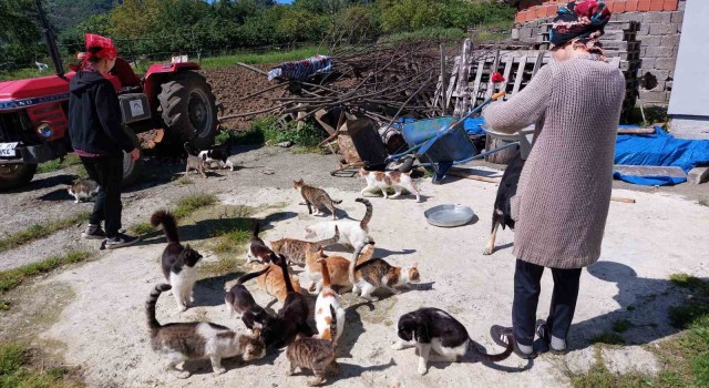 Sahiplendikleri 40 kedi ve 8 köpeğe el işi yaparak bakıyorlar