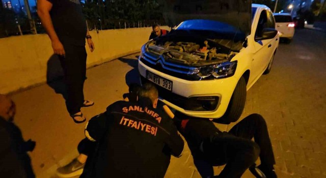 Şanlıurfada otomobilin motor kısmına sıkışan kedi operasyonla kurtarıldı
