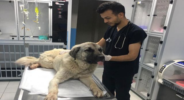 Sokak Köpeği Kazadan Yaralı Kurtarıldı