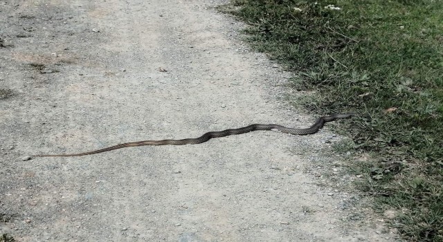 Taşköprüde sürekli görülen yılanlar tedirgin ediyor