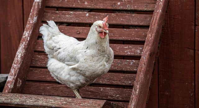 Tavuk ihracatına sınırlama : “Anlık kararlarla bu sorun çözülmez” 
