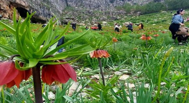 Ters laleler Tunceli dağlarına renk kattı