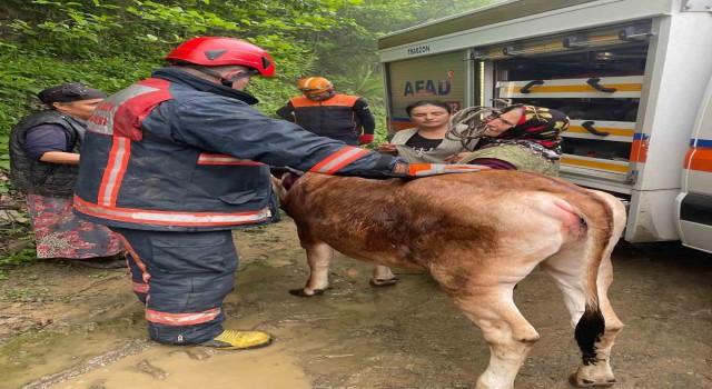Trabzonda inek kurtarma operasyonu
