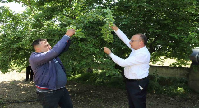 Turgutlu Belediyesi ‘En güzel erik yarışması düzenliyor