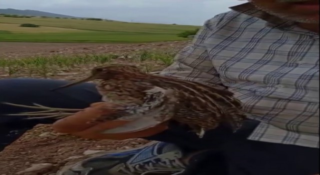 Türkiyede nadir görülen Gallinago kuşu yaralı halde bulundu