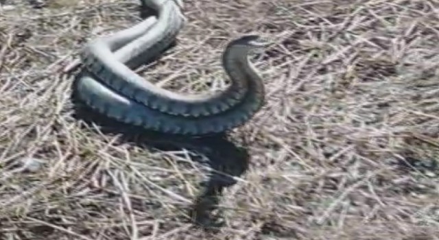 Türkiyenin en zehirli yılanı olarak bilinen koca engereklerin çiftleşme dansı kamerada