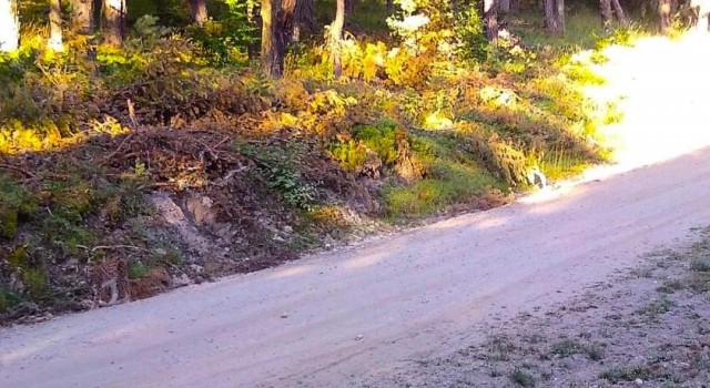 Vaşak kendini böyle kamufle etti, Amasya OBM fotoğrafını ‘Hayalet geziyor. Görebiliyor musunuz? notuyla paylaştı