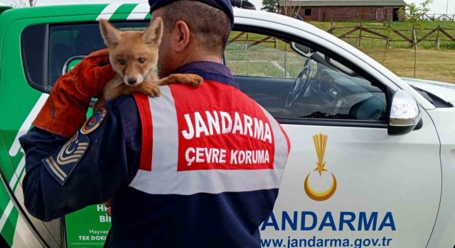 Yavru tilkinin bakımını yapıp karnını doyurdular