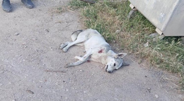Yerleşim yerine inen kurt 2 çocuğa saldırdı