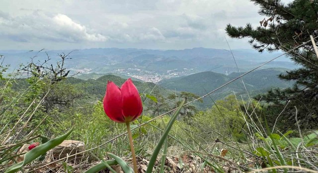 Yılda 15 gün görülen ‘dağ lalesi görsel şölen oluşturuyor