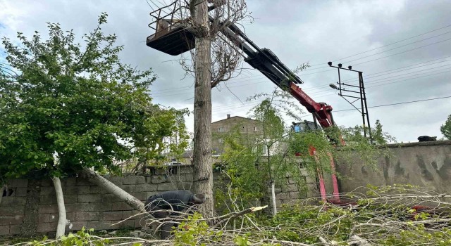 Yüksekovada polen oluşturan ağaçların kesimine başlandı