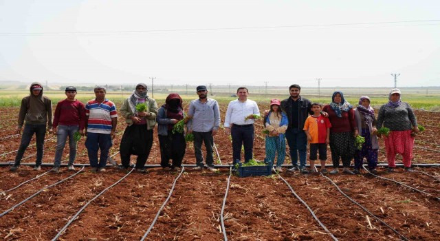 Zor şartlarda çalışan çiftçiler, 1 Mayısta tarlalarını boş bırakmadı