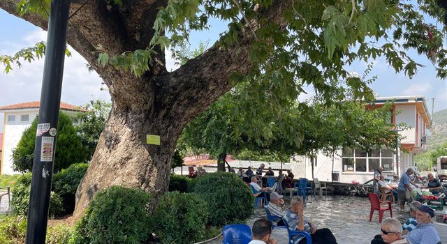 259 Yıllık Anıt Çınar Ağacı Osmaniye'ye Doğal Klima Etkisi Sağlıyor