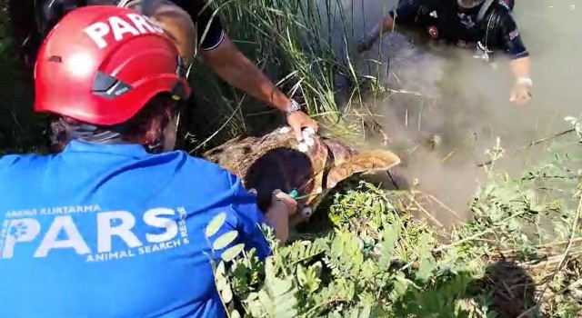 Ağa takılan caretta carettaya anne şefkatiyle kurtarma