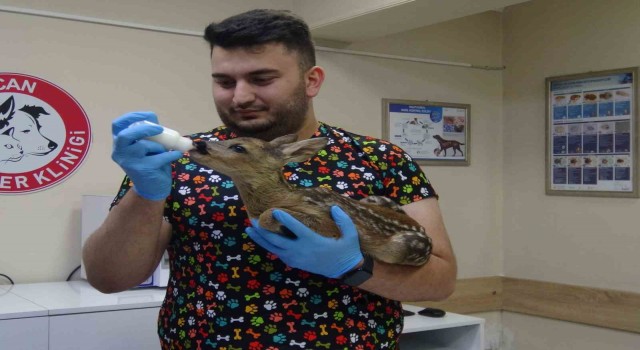 Artvindeki veteriner kliniği evcil hayvanlar dışında yaban hayvanlarına da hizmet veriyor