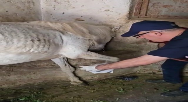 Ayağına çivi batan atın yardımına veteriner hekimler koştu