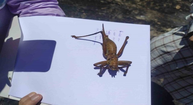 Batmanda görülen etçil çekirge büyüklüğü ile dikkat çekti