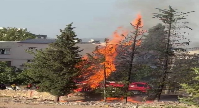 Çam ağaçları cayır cayır yandı