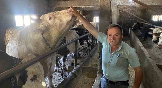 Çanakkalede 1 ton 800 kilogram ağırlığındaki isimli boğa 340 bin TLden alıcısını bekliyor