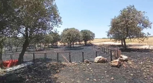 Diyarbakır ve Mardindeki yangının çıkış sebebine ilişkin her ihtimal araştırılıyor