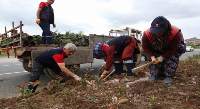 Düzcenin dört bir yanı çiçeklendiriliyor