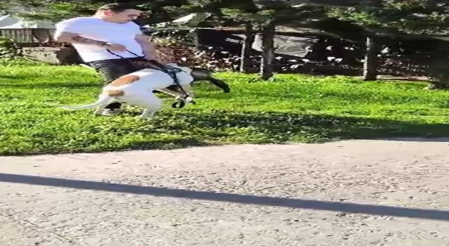 Esenlerde pitbull dehşeti kamerada: Saldırdığı kediyi adeta parçaladı