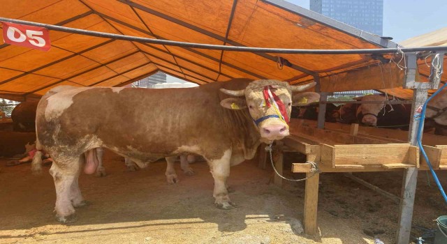 Esenyurt kurban pazarının en büyükleri  ‘Kral ve Paşa alıcılarını bekliyor